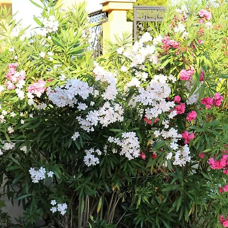 Luxury House On Buzhaka